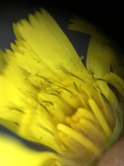 Hieracium umbellatum