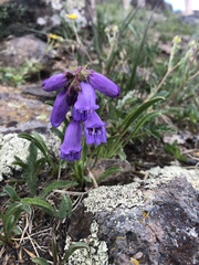 Penstemon hallii