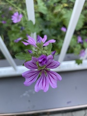 Malva sylvestris sylvestris