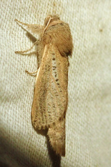 Phragmataecia castaneae