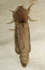 Phragmataecia castaneae