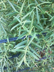 Hippophae rhamnoides