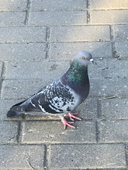 Columba livia