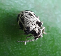 Trymolophus