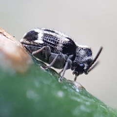 Trymolophus
