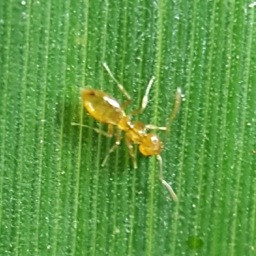 Plagiolepis madecassaPlagiolepis madecassa