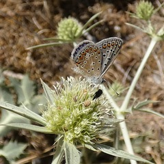 Polyommatus celina