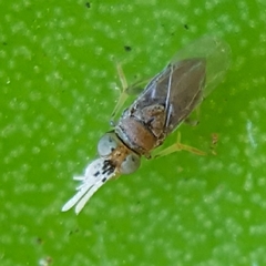 Anagyrus