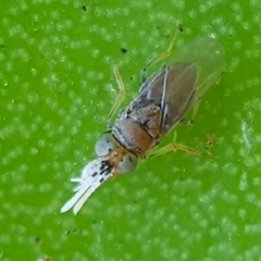 Anagyrus