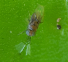 Anagyrus