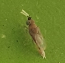 Anagyrus