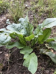 Rumex obtusifolius