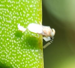 Anagyrus