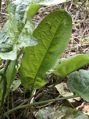 Rumex obtusifolius