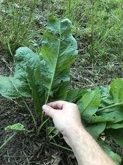 Rumex obtusifolius