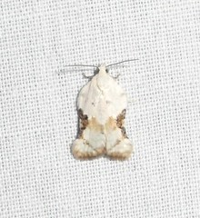Acleris subnivana