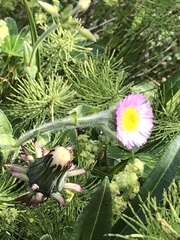 Erigeron borealis