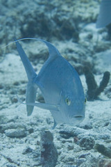 Carangichthys oblongus