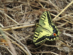Papilio machaon