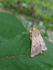 Helicoverpa armigera