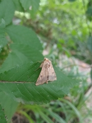 Helicoverpa armigera