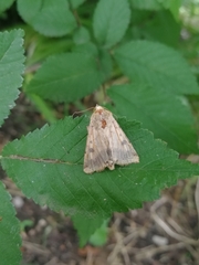 Helicoverpa armigera