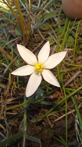 Pauridia aquatica (Pauridia aquatica)