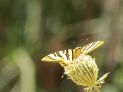 Iphiclides feisthamelii