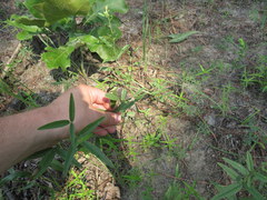 Orbexilum pedunculatum