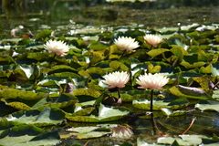 Nymphaea × marliacea
