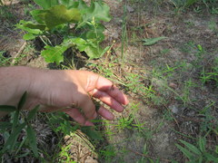 Orbexilum pedunculatum