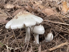 Amanita