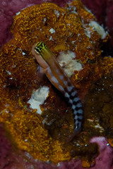 Ecsenius fijiensis