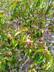 Leptolaena cuspidata