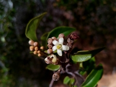 Leptolaena cuspidata