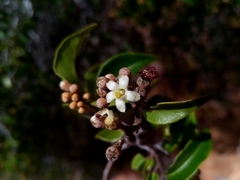 Leptolaena cuspidata