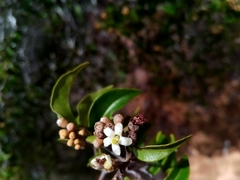 Leptolaena cuspidata