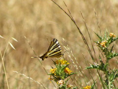 Iphiclides feisthamelii
