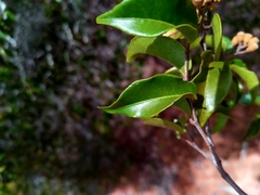 Leptolaena cuspidata