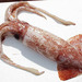 Schoolmaster Armhook Squid - Photo anonymous, no known copyright restrictions (public domain)