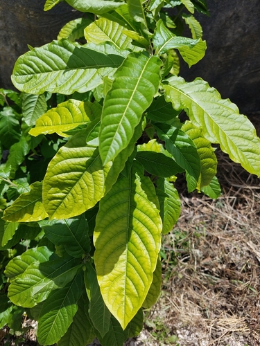 Petiveria alliacea
