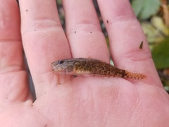 Proterorhinus semilunaris