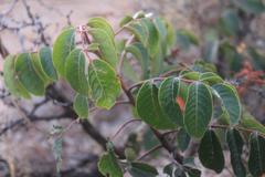 Rhus terebinthifolia