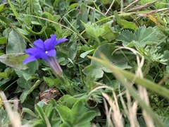 Gentiana dshimilensis
