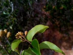 Leptolaena cuspidata