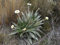 Celmisia semicordata