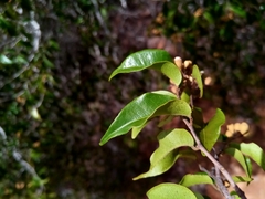 Leptolaena cuspidata