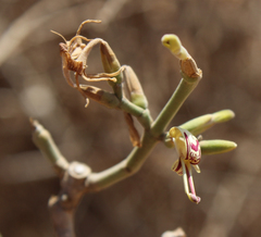 Hypoestes decaryana