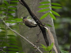 Picumnus olivaceus