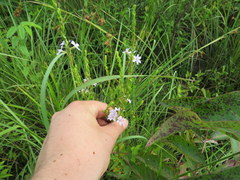 Lythrum alatum lanceolatum